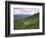 Salers Cows in Pastures, Cantal Mountains, Auvergne, France-Peter Higgins-Framed Photographic Print