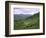 Salers Cows in Pastures, Cantal Mountains, Auvergne, France-Peter Higgins-Framed Photographic Print