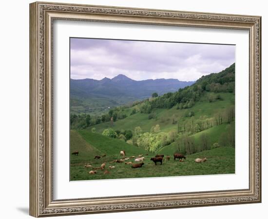 Salers Cows in Pastures, Cantal Mountains, Auvergne, France-Peter Higgins-Framed Photographic Print