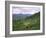 Salers Cows in Pastures, Cantal Mountains, Auvergne, France-Peter Higgins-Framed Photographic Print