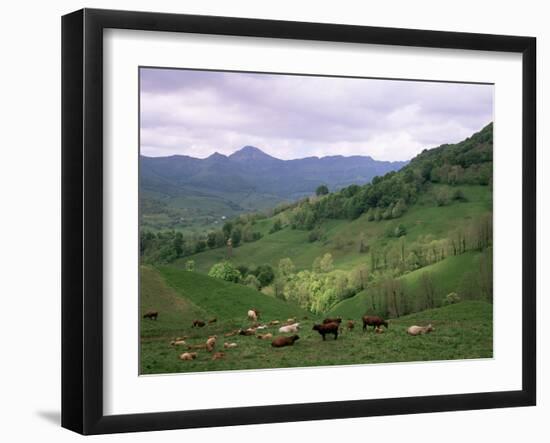 Salers Cows in Pastures, Cantal Mountains, Auvergne, France-Peter Higgins-Framed Photographic Print