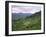 Salers Cows in Pastures, Cantal Mountains, Auvergne, France-Peter Higgins-Framed Photographic Print