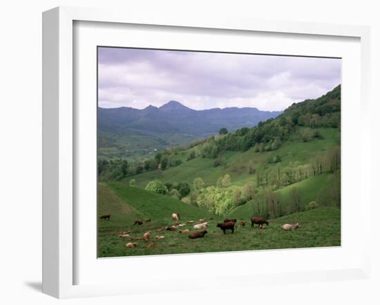 Salers Cows in Pastures, Cantal Mountains, Auvergne, France-Peter Higgins-Framed Photographic Print