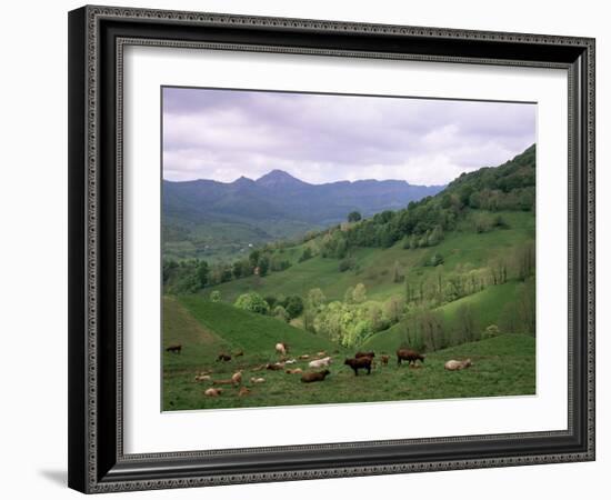 Salers Cows in Pastures, Cantal Mountains, Auvergne, France-Peter Higgins-Framed Photographic Print