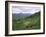 Salers Cows in Pastures, Cantal Mountains, Auvergne, France-Peter Higgins-Framed Photographic Print