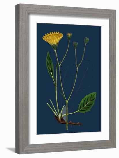 Salicornia Radicans; Creeping Marsh-Samphire-null-Framed Giclee Print