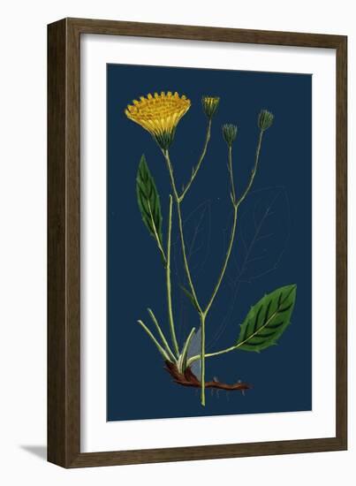 Salicornia Radicans; Creeping Marsh-Samphire-null-Framed Giclee Print