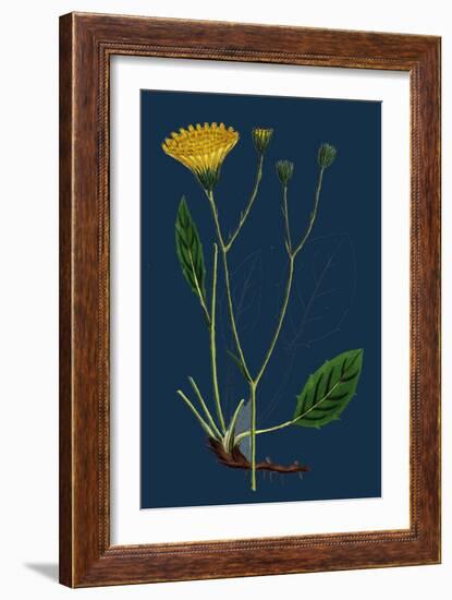 Salicornia Radicans; Creeping Marsh-Samphire-null-Framed Giclee Print