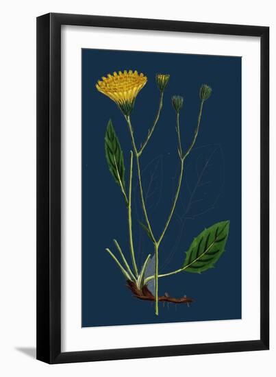 Salicornia Radicans; Creeping Marsh-Samphire-null-Framed Giclee Print