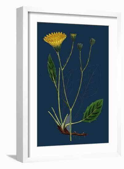 Salicornia Radicans; Creeping Marsh-Samphire-null-Framed Giclee Print