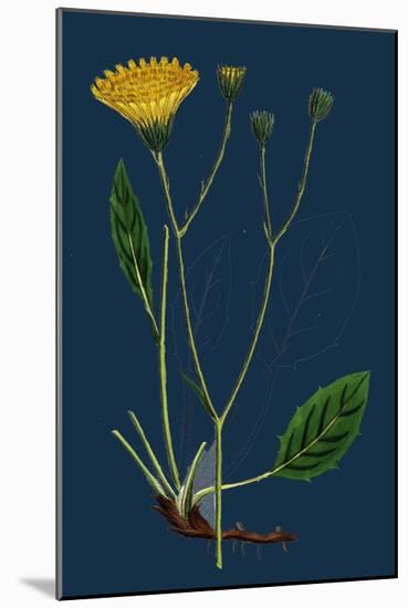 Salicornia Radicans; Creeping Marsh-Samphire-null-Mounted Giclee Print