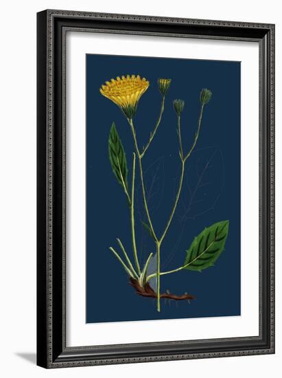 Salicornia Radicans; Creeping Marsh-Samphire-null-Framed Giclee Print