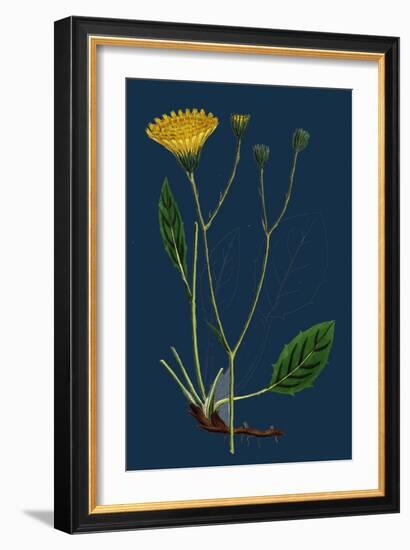 Salicornia Radicans; Creeping Marsh-Samphire-null-Framed Giclee Print