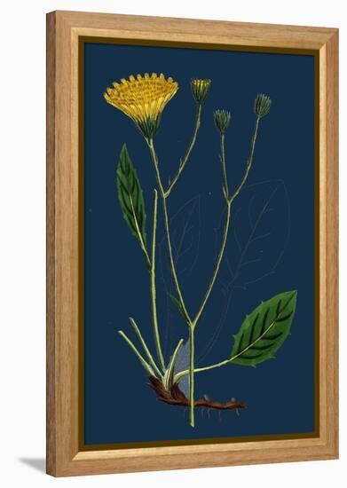 Salicornia Radicans; Creeping Marsh-Samphire-null-Framed Premier Image Canvas