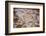 Salineras De Maras, Maras Salt Flats, Sacred Valley, Peru, South America-Laura Grier-Framed Photographic Print