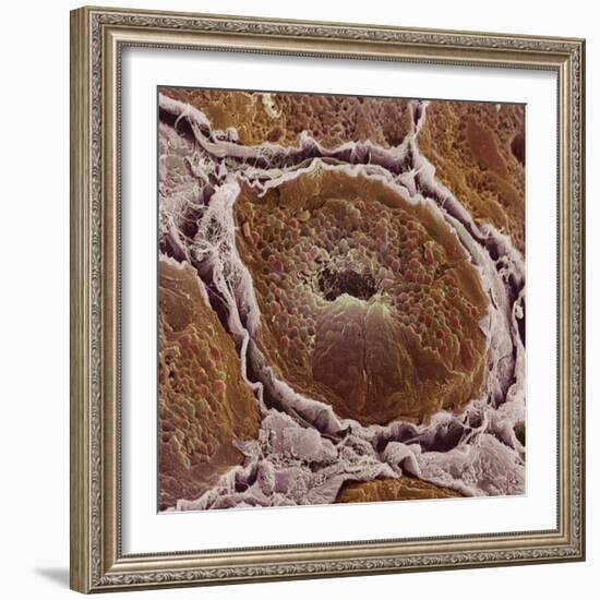 Salivary Gland-Steve Gschmeissner-Framed Premium Photographic Print