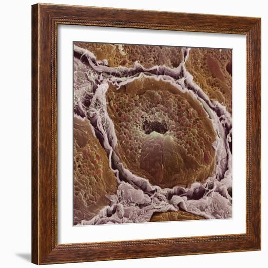 Salivary Gland-Steve Gschmeissner-Framed Premium Photographic Print