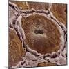 Salivary Gland-Steve Gschmeissner-Mounted Premium Photographic Print