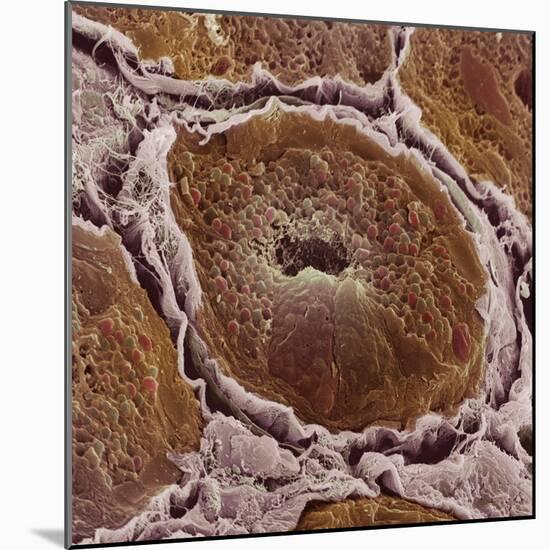 Salivary Gland-Steve Gschmeissner-Mounted Premium Photographic Print