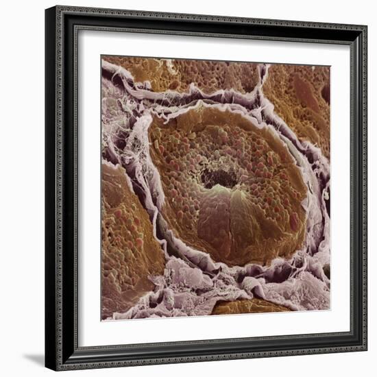 Salivary Gland-Steve Gschmeissner-Framed Premium Photographic Print