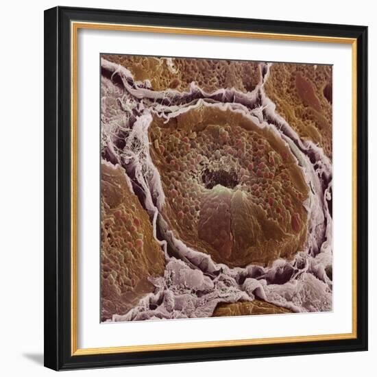 Salivary Gland-Steve Gschmeissner-Framed Premium Photographic Print