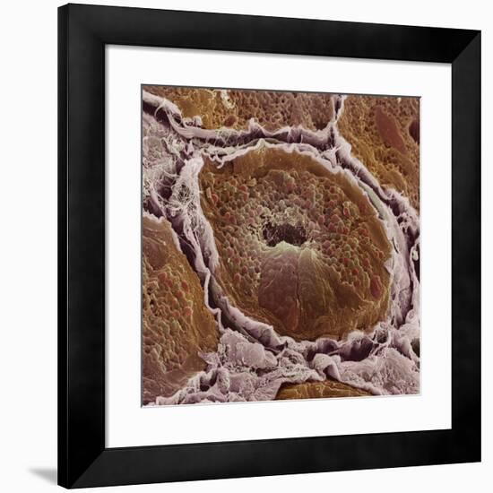 Salivary Gland-Steve Gschmeissner-Framed Photographic Print