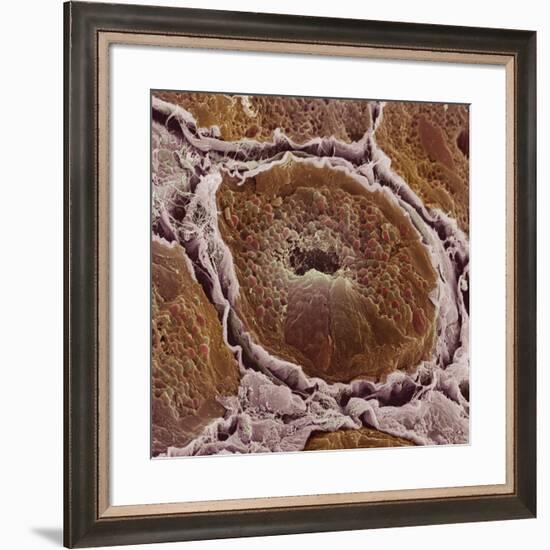 Salivary Gland-Steve Gschmeissner-Framed Photographic Print