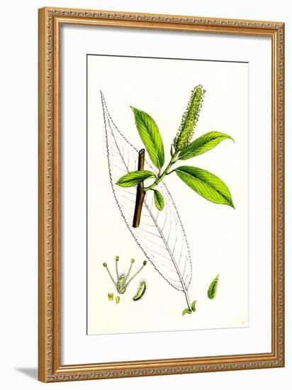 Salix Cuspidata Mas. Pointed-Leaved Willow Male-null-Framed Giclee Print