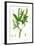 Salix Fragilis Var. Genuina Crack Willow-null-Framed Giclee Print