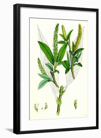 Salix Fragilis Var. Genuina Crack Willow-null-Framed Giclee Print