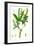 Salix Fragilis Var. Genuina Crack Willow-null-Framed Giclee Print