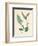 'Salix pentandra. Bay-leaved Willow', 19th Century-Unknown-Framed Giclee Print