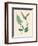 'Salix pentandra. Bay-leaved Willow', 19th Century-Unknown-Framed Giclee Print