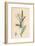 'Salix phylicifolia, var. radicans. Tea-leaved Sallow, var. a.', 19th Century-Unknown-Framed Giclee Print