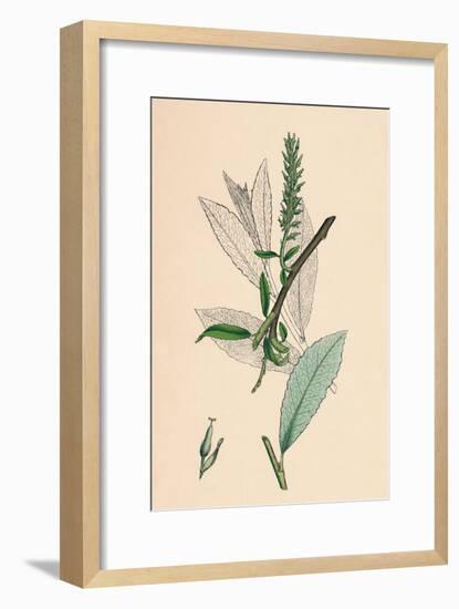 'Salix phylicifolia, var. radicans. Tea-leaved Sallow, var. a.', 19th Century-Unknown-Framed Giclee Print
