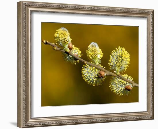 Sallow Pussy Willow Catkins, North Cornwall, UK-Ross Hoddinott-Framed Photographic Print