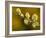 Sallow Pussy Willow Catkins, North Cornwall, UK-Ross Hoddinott-Framed Photographic Print