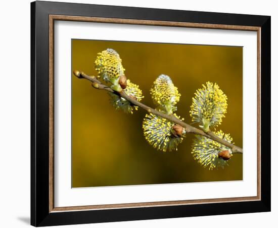 Sallow Pussy Willow Catkins, North Cornwall, UK-Ross Hoddinott-Framed Photographic Print