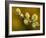 Sallow Pussy Willow Catkins, North Cornwall, UK-Ross Hoddinott-Framed Photographic Print