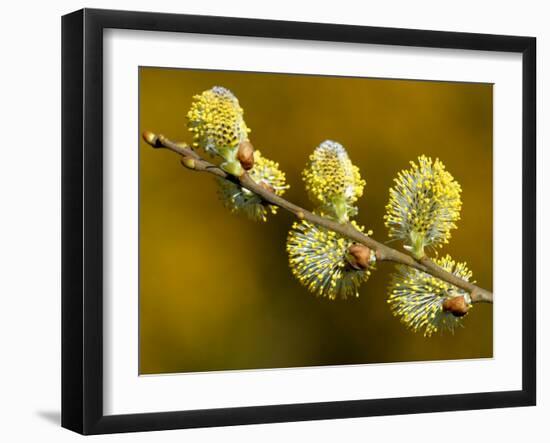 Sallow Pussy Willow Catkins, North Cornwall, UK-Ross Hoddinott-Framed Photographic Print