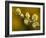 Sallow Pussy Willow Catkins, North Cornwall, UK-Ross Hoddinott-Framed Photographic Print