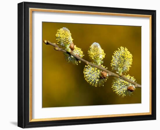 Sallow Pussy Willow Catkins, North Cornwall, UK-Ross Hoddinott-Framed Photographic Print