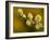 Sallow Pussy Willow Catkins, North Cornwall, UK-Ross Hoddinott-Framed Photographic Print