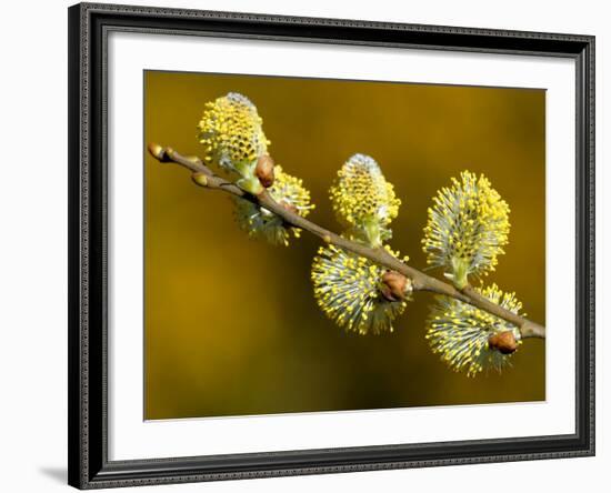 Sallow Pussy Willow Catkins, North Cornwall, UK-Ross Hoddinott-Framed Photographic Print