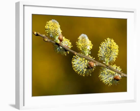 Sallow Pussy Willow Catkins, North Cornwall, UK-Ross Hoddinott-Framed Photographic Print