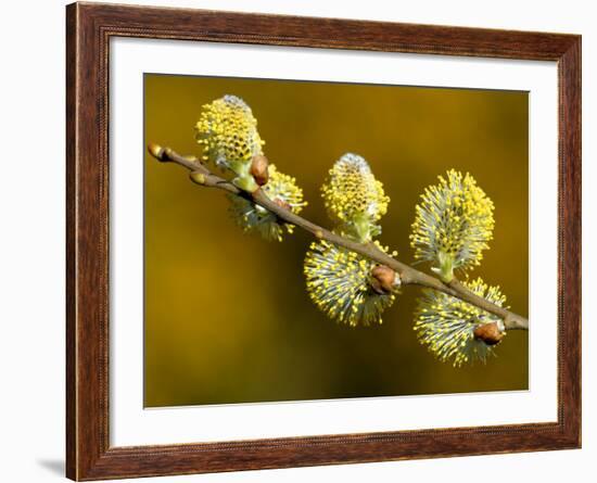 Sallow Pussy Willow Catkins, North Cornwall, UK-Ross Hoddinott-Framed Photographic Print