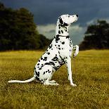 Dalmatian Sitting with Paw Up-Sally Anne Thompson-Photographic Print