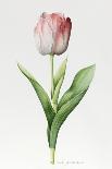 Meissner Porsellan' Tulip-Sally Crosthwaite-Giclee Print