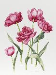 Pink primrose-Sally Crosthwaite-Framed Giclee Print