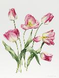 Tulip angelique-Sally Crosthwaite-Giclee Print